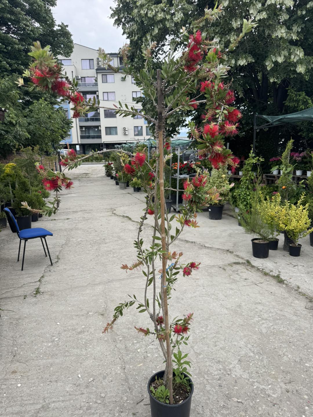 Калистемон (Callistemon citrinus) – Четка за бутилки