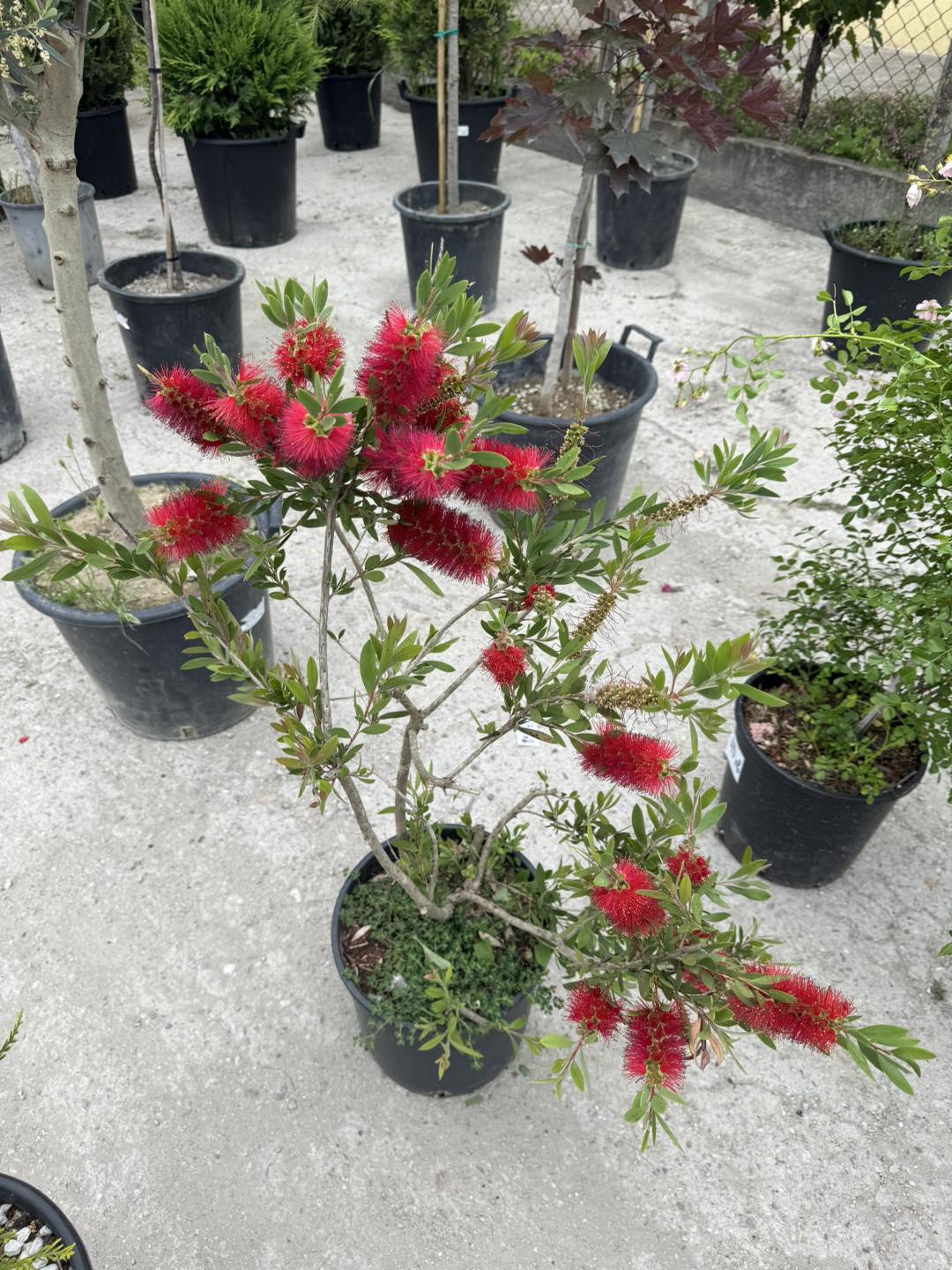 Калистемон (Callistemon citrinus) – Четка за бутилки