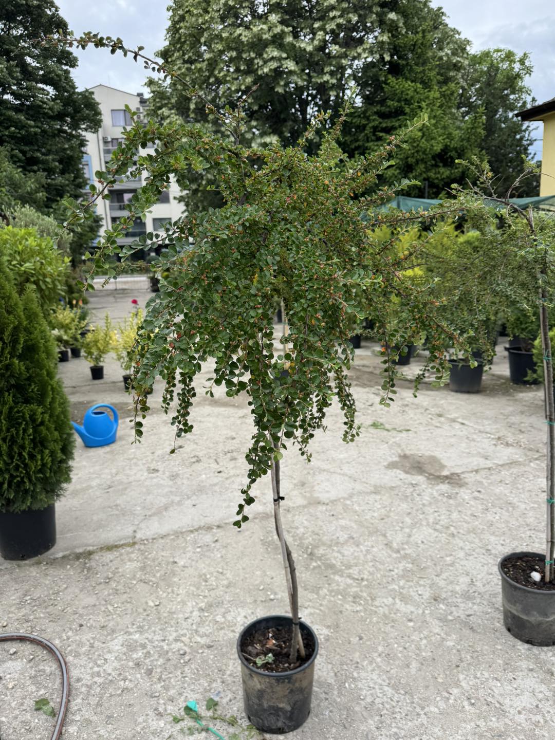 Котонеастър Хоризонталис (Cotoneaster Horizontalis) – Оформено като дърво!