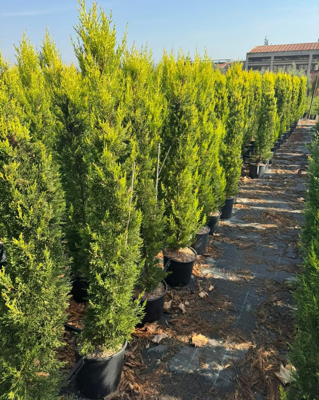 Лимонов кипарис Gold Crest