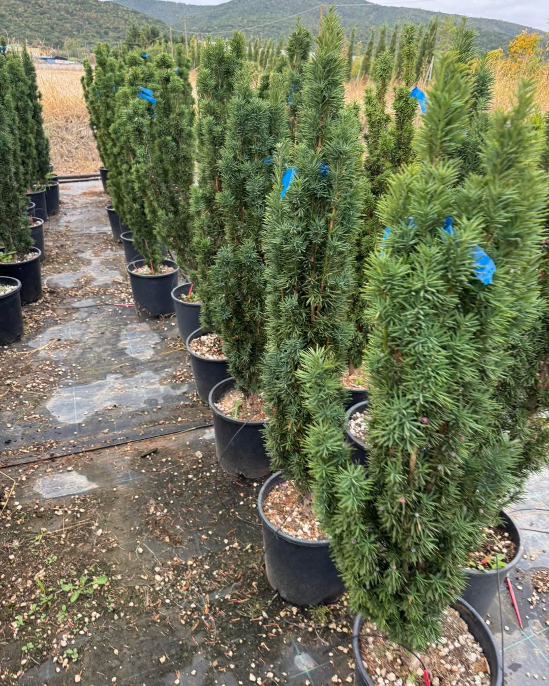 🌿 Ирландски тис 🌿