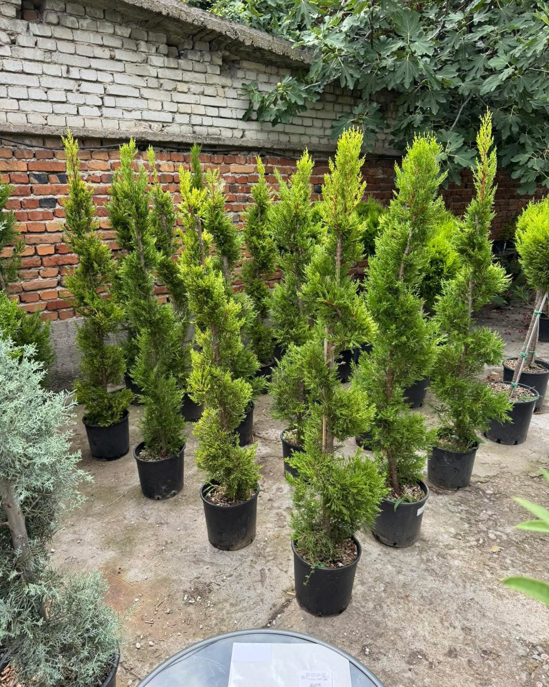 πΏβ¨ ΠΠΈΠΌΠΎΠ½ΠΎΠ² ΠΊΠΈΠΏΠ°ΡΠΈΡ Gold Crest β Π‘ΠΏΠΈΡΠ°Π»Π° 120-140 ΡΠΌβ¨πΏ