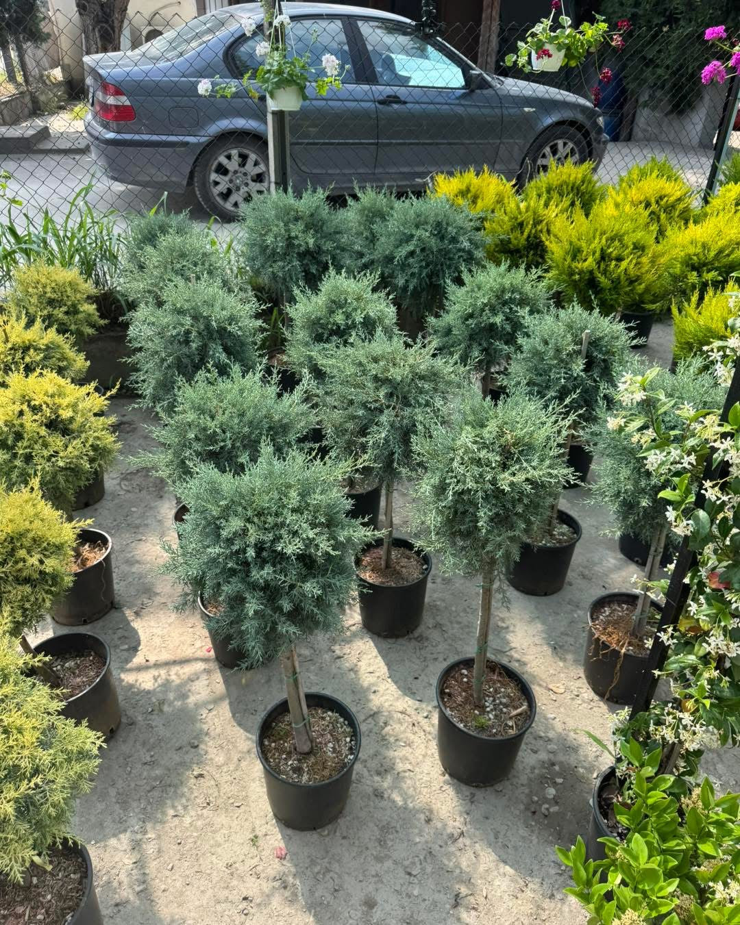 Аризонски Кипарис (Cupressus arizonica) – Една Топка