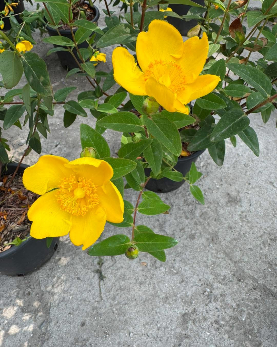 Хиперикум ‘Hidcote’ (Hypericum ‘Hidcote’) – Жълт Кантарион с Големи Цветове