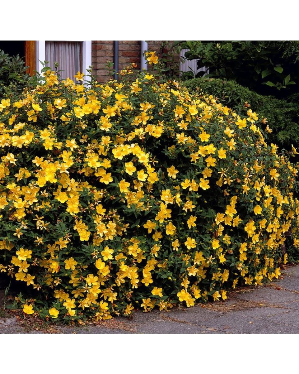 Хиперикум ‘Hidcote’ (Hypericum ‘Hidcote’) – Жълт Кантарион с Големи Цветове