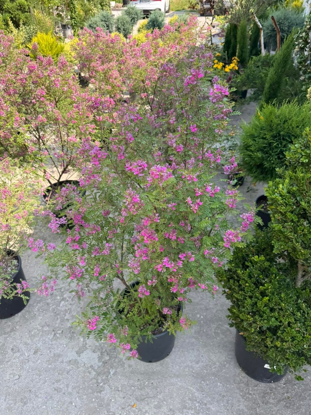 Хималайско индиго (Indigofera gerardiana) – Рядко декоративно растение