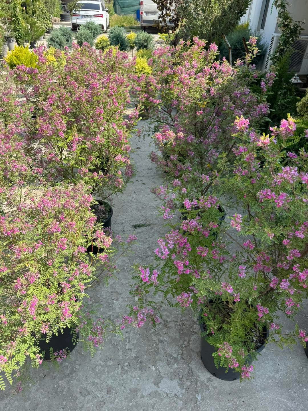 Хималайско индиго (Indigofera gerardiana) – Рядко декоративно растение