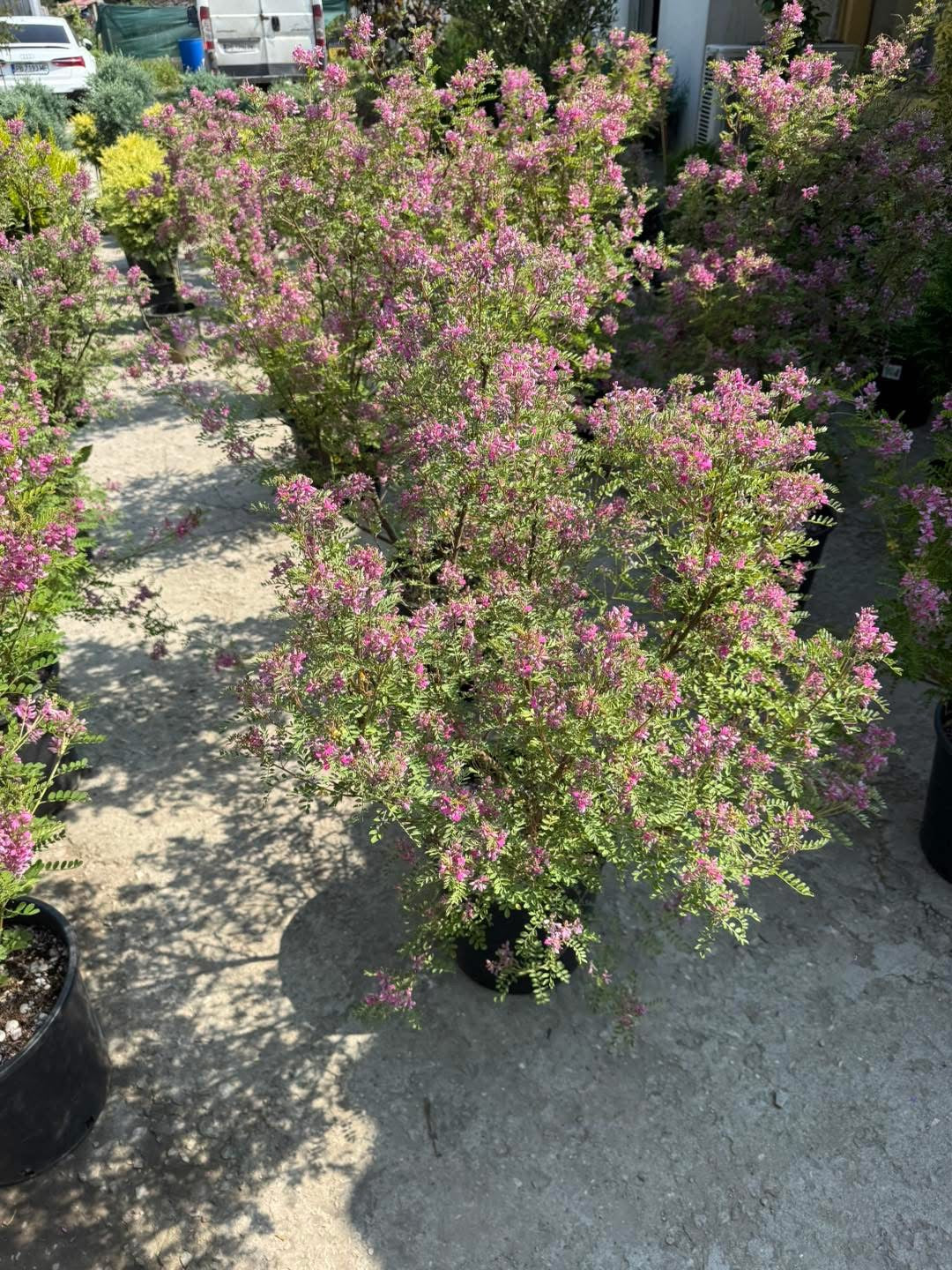 Хималайско индиго (Indigofera gerardiana) – Рядко декоративно растение