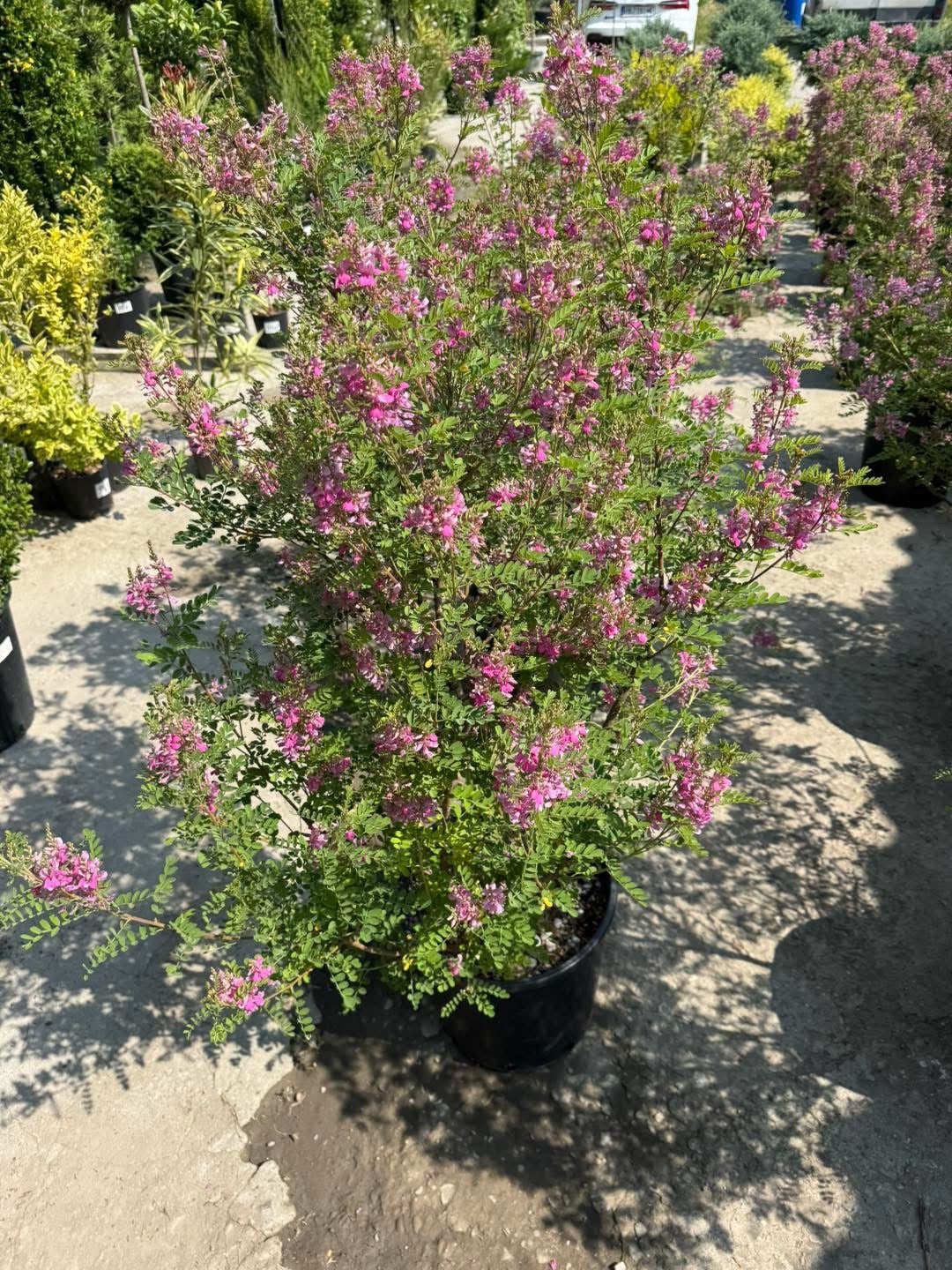 Хималайско индиго (Indigofera gerardiana) – Рядко декоративно растение
