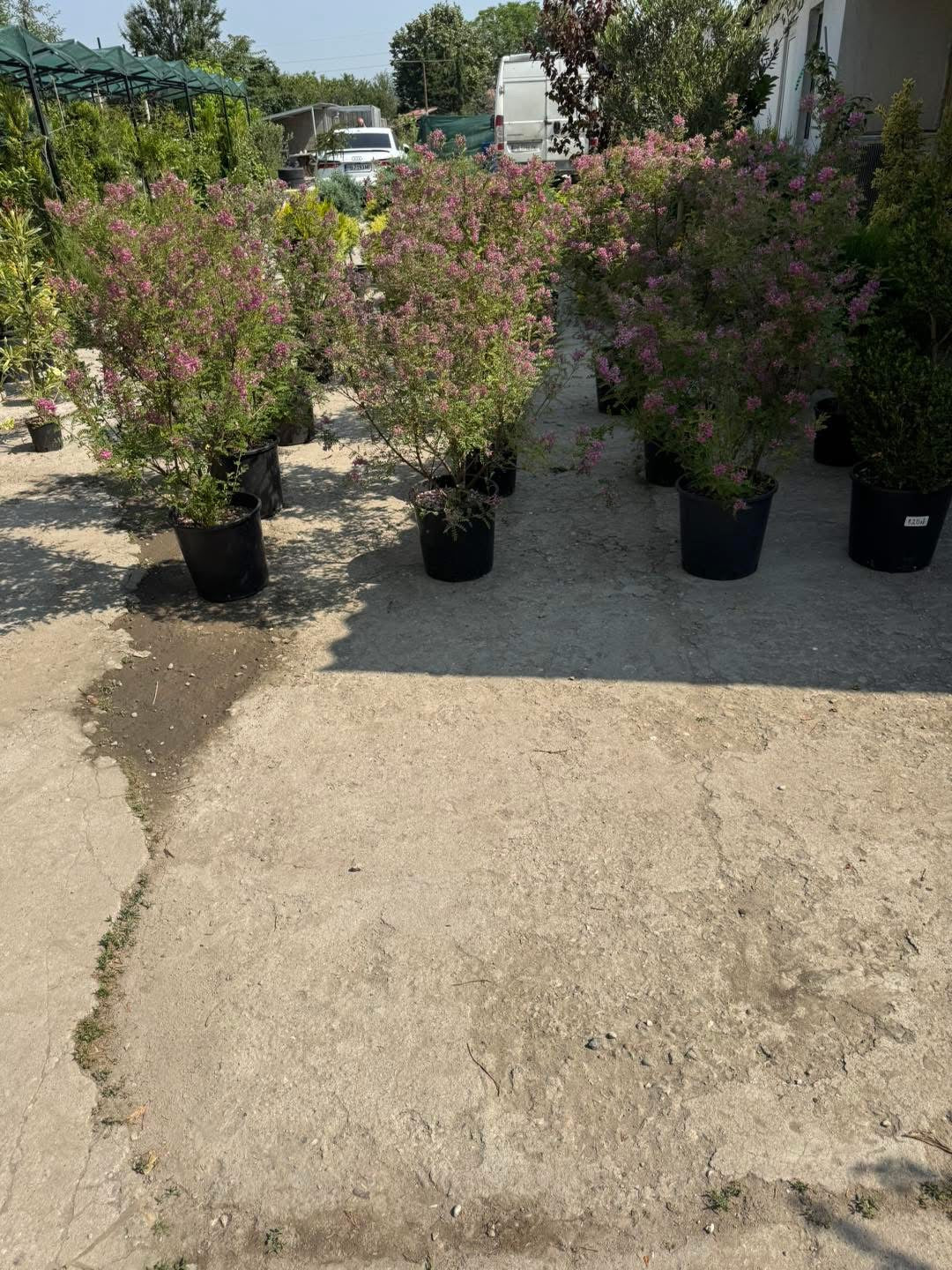 Хималайско индиго (Indigofera gerardiana) – Рядко декоративно растение