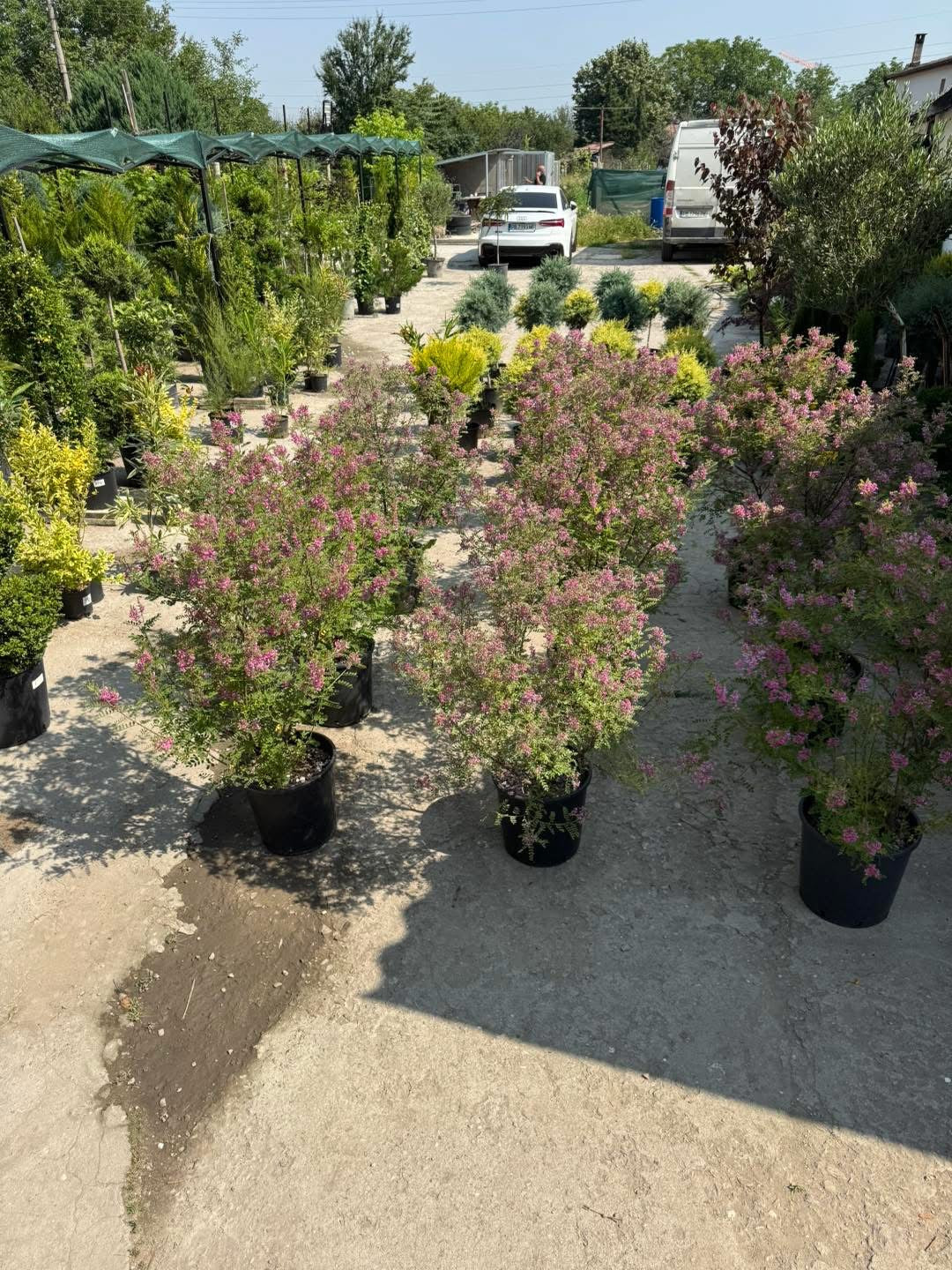 Хималайско индиго (Indigofera gerardiana) – Рядко декоративно растение