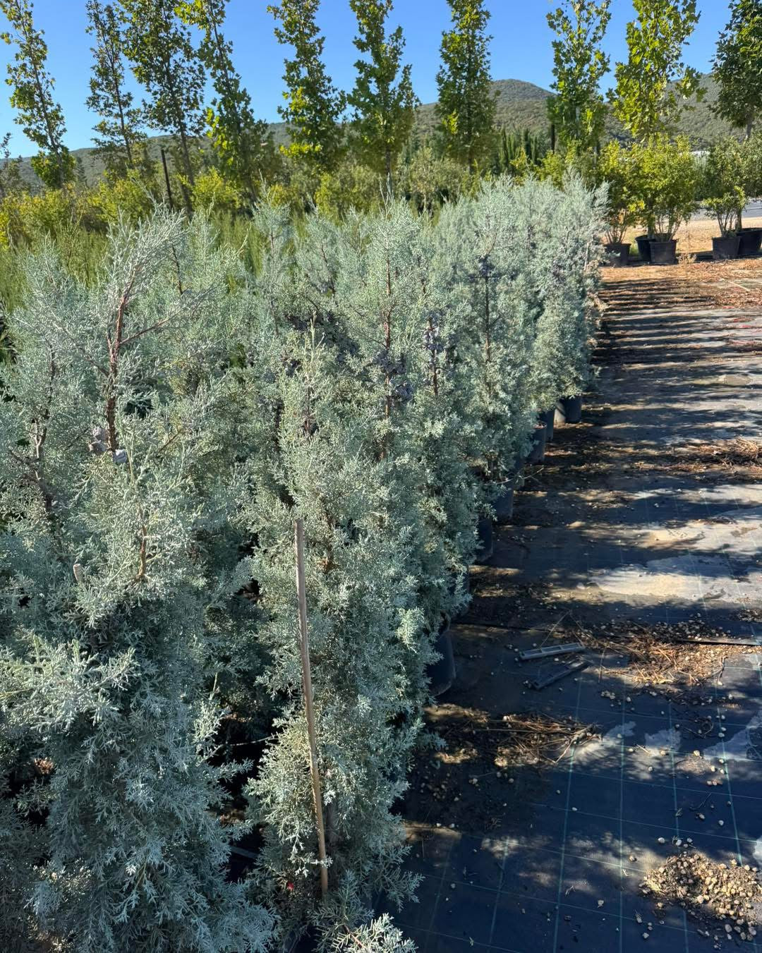 π΅β¨ ΠΡΠΈΠ·ΠΎΠ½ΡΠΊΠΈ ΠΊΠΈΠΏΠ°ΡΠΈΡ β¨π΅
Π Π°Π·ΠΌΠ΅Ρ: 160β170 ΡΠΌ