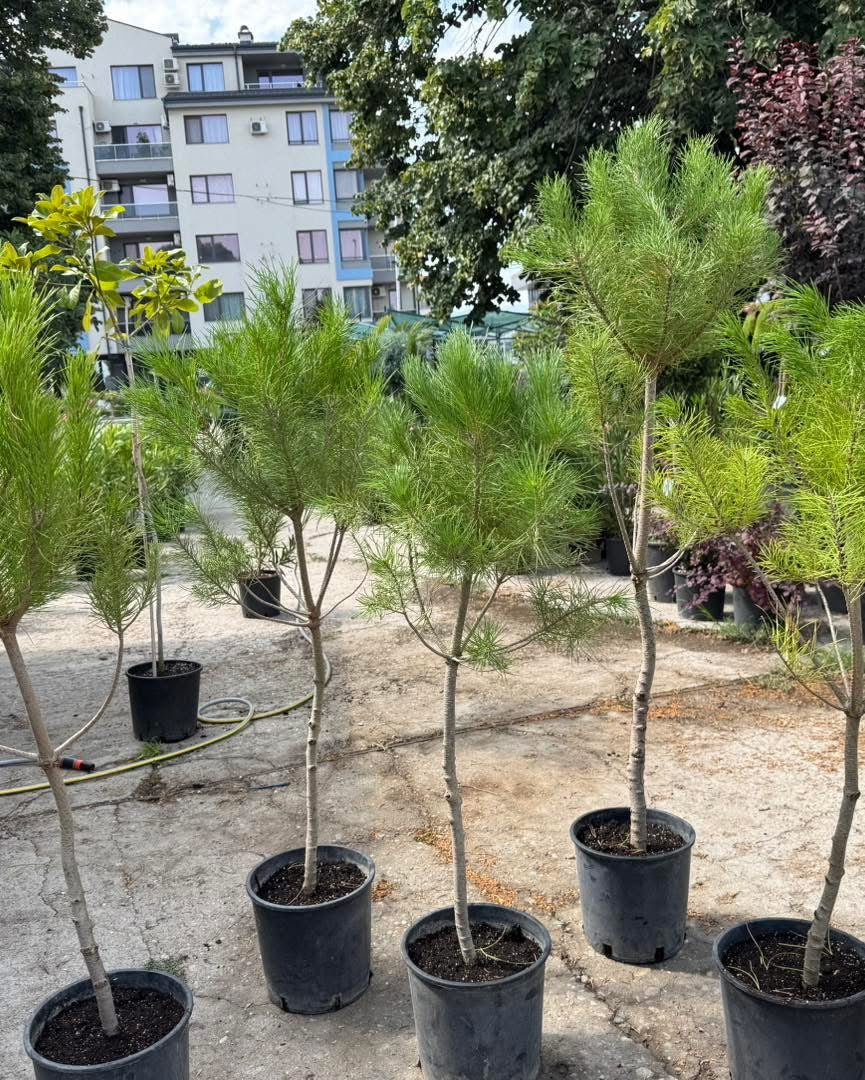 Каменен бор - Pinus pinea