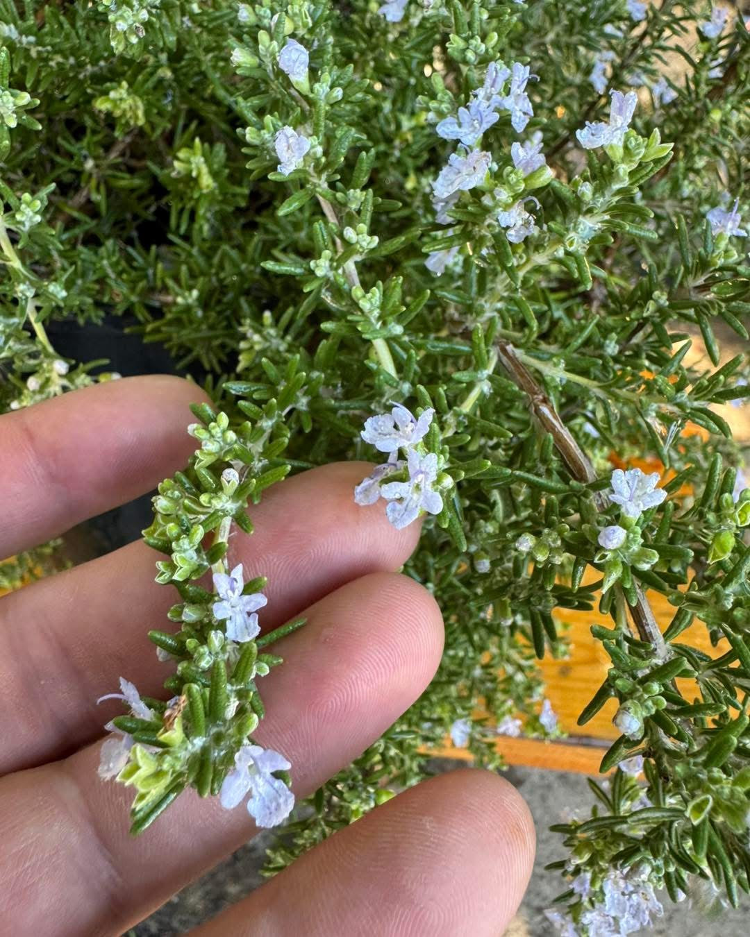 🌿 Розмарин 🌿