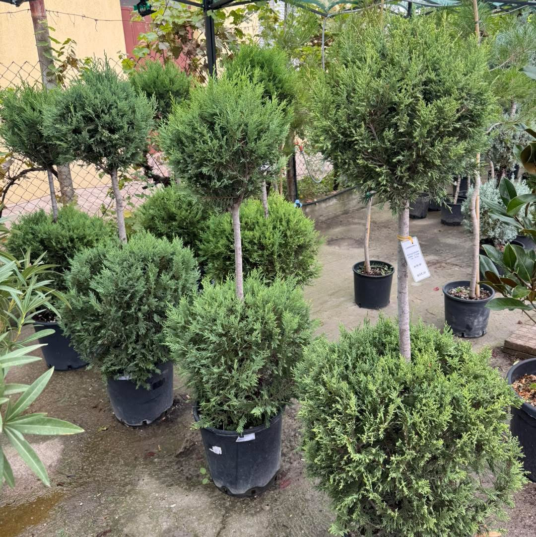 🌲 Кипарис Лейланд – две топки 🌲