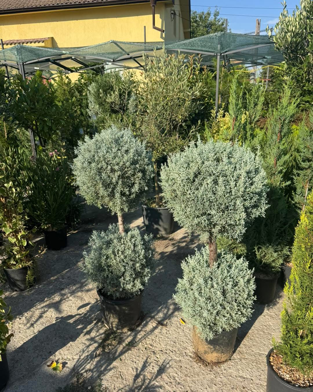 Аризонски кипарис – две топки