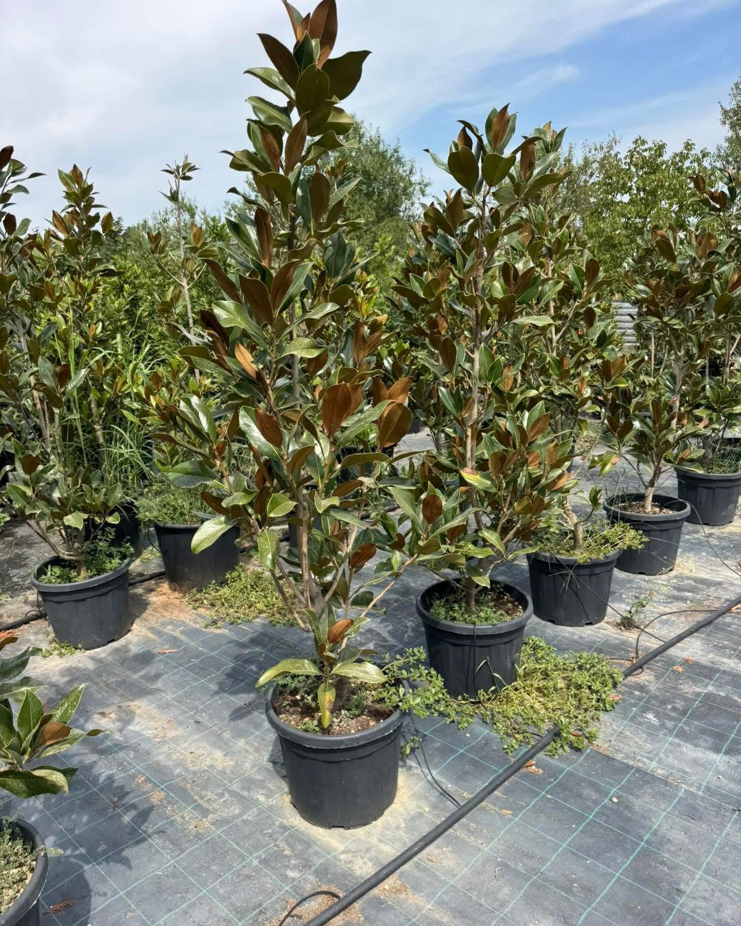 🌸 Магнолия Грандифлора