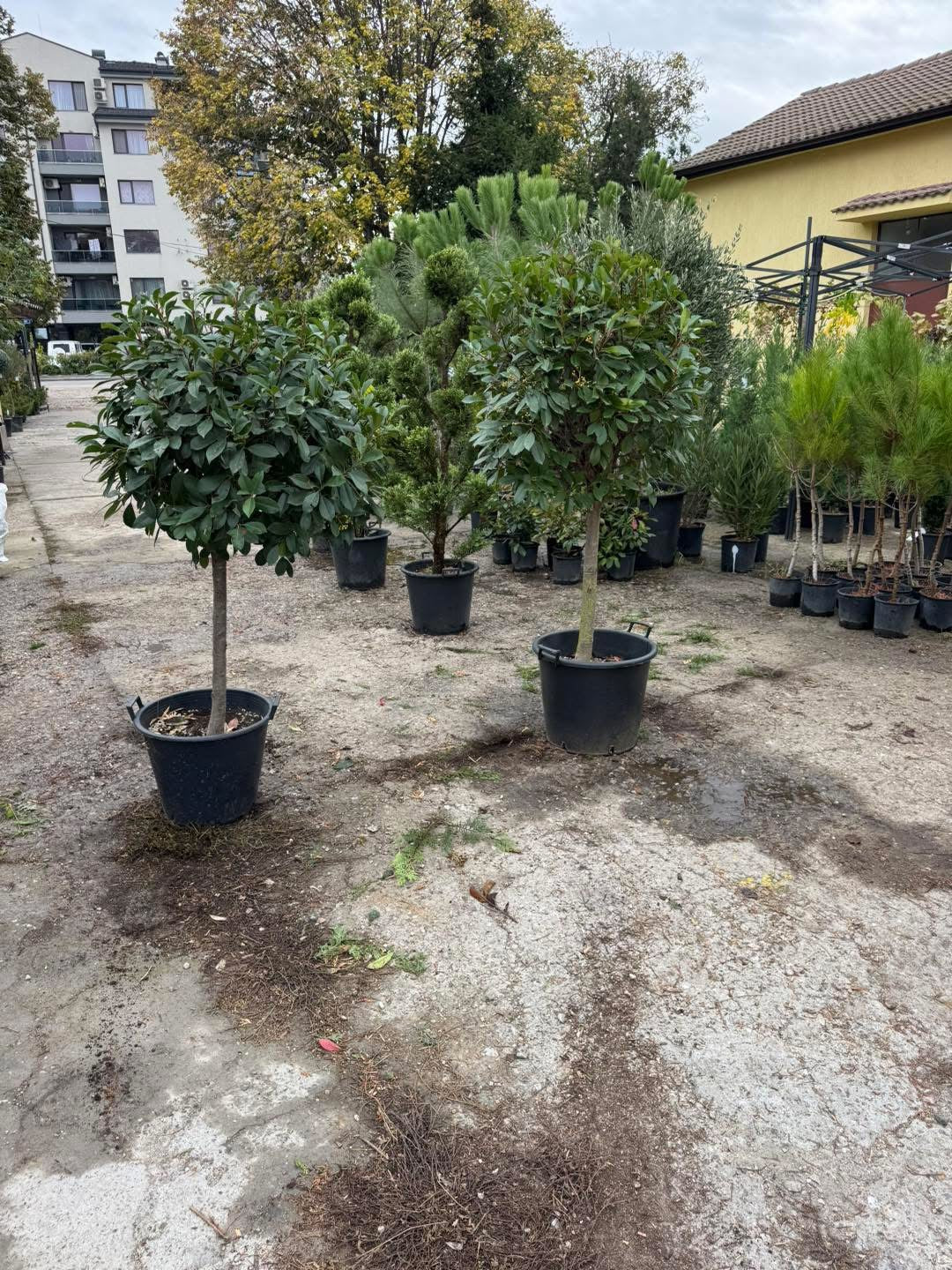 🍁 Фотиния Red Robin (Photinia fraseri ‘Red Robin’) 🍁