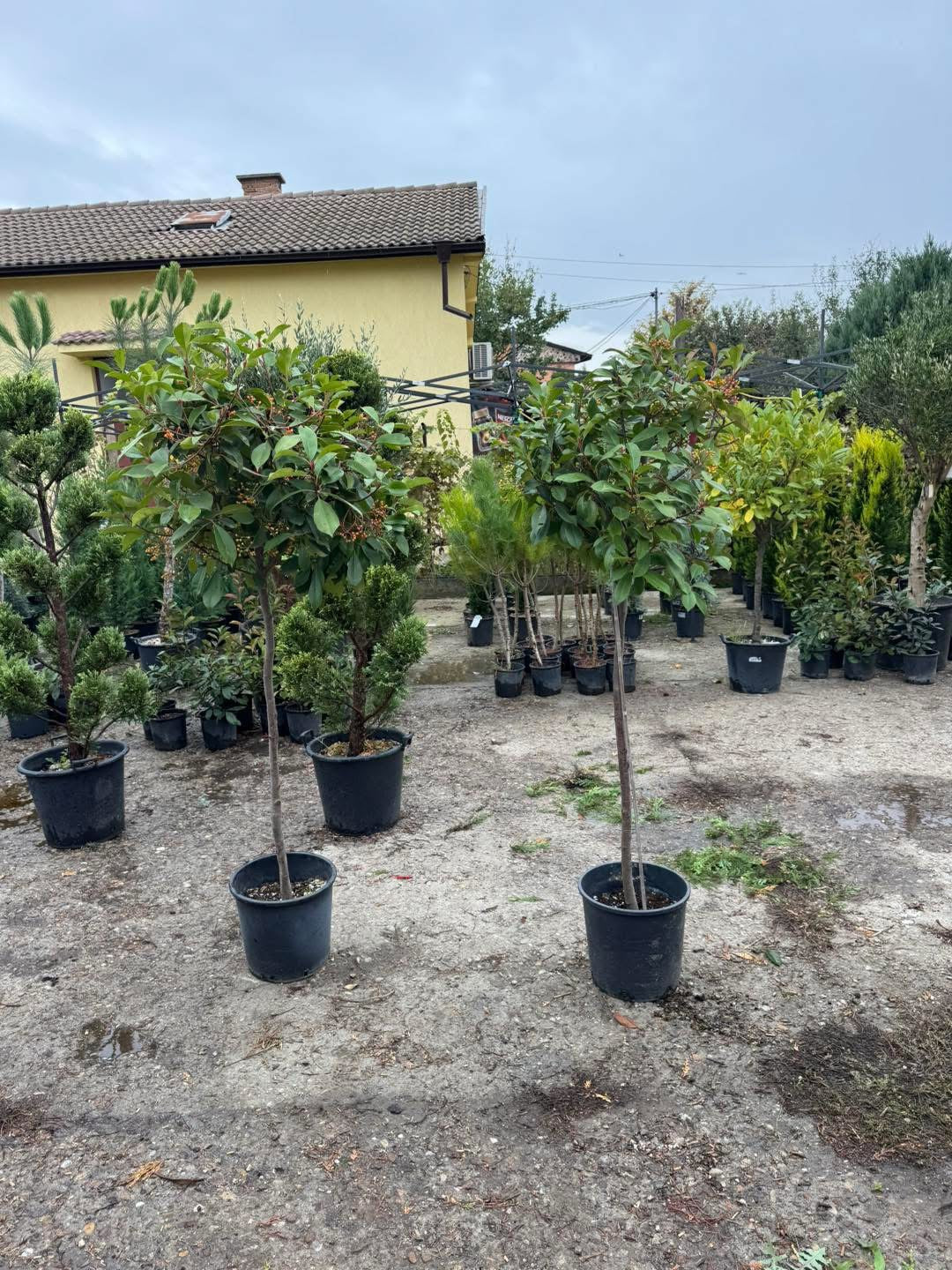 🍁 Фотиния Red Robin (Photinia fraseri ‘Red Robin’) 🍁