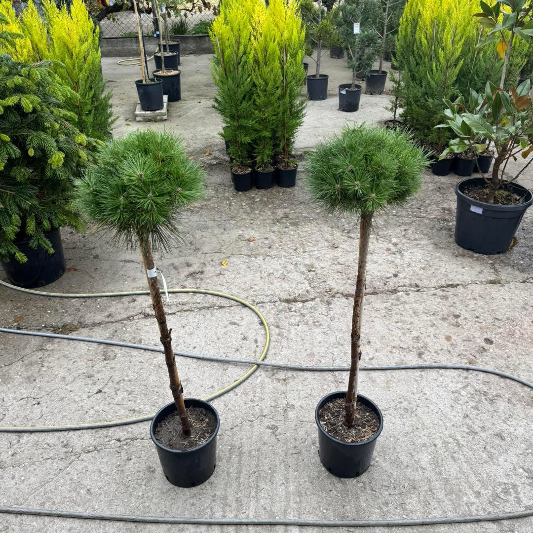 🌲 Pinus ‘Brepo Bambino’ 100–110 см 🌲
