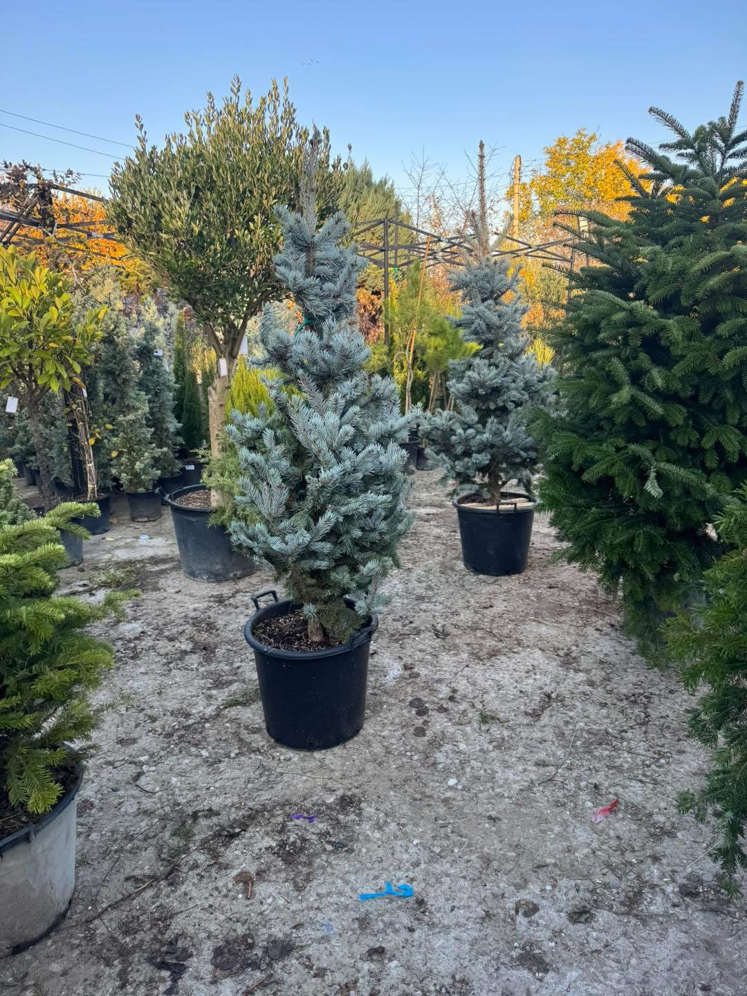 🌲 Сребрист смърч Hoopsii (Picea pungens ‘Hoopsii’) 🌲