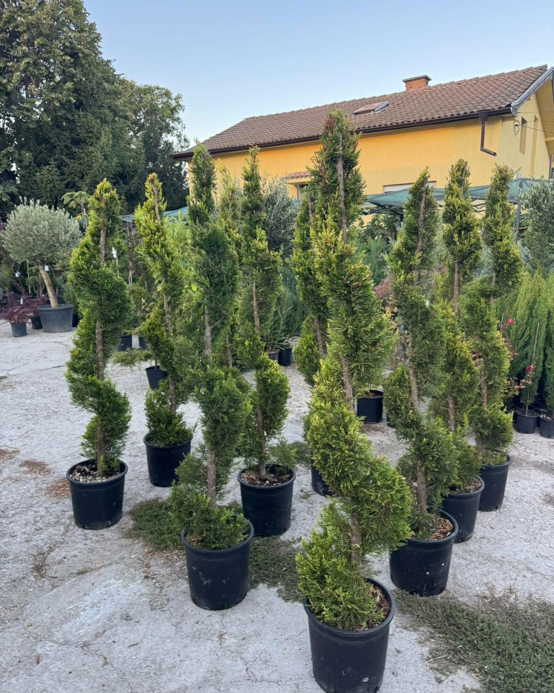 🌿✨ Лимонов кипарис Gold Crest – Спирала ✨🌿