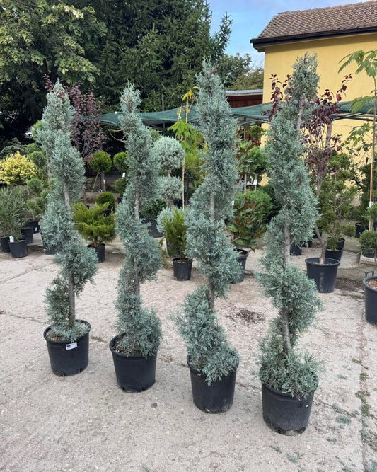 🌲 Аризонски кипарис🌲