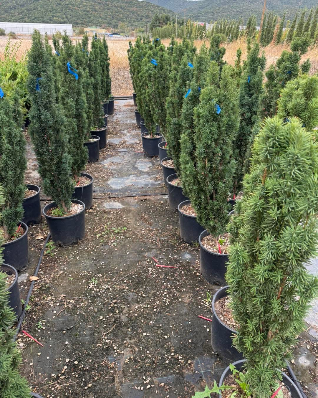 🌿 Ирландски тис 🌿