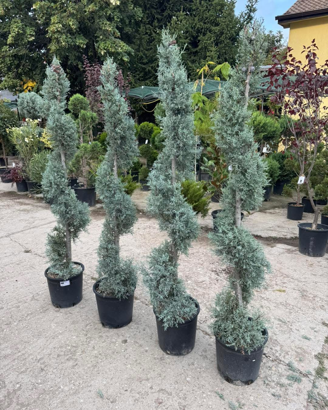 🌲 Аризонски кипарис🌲