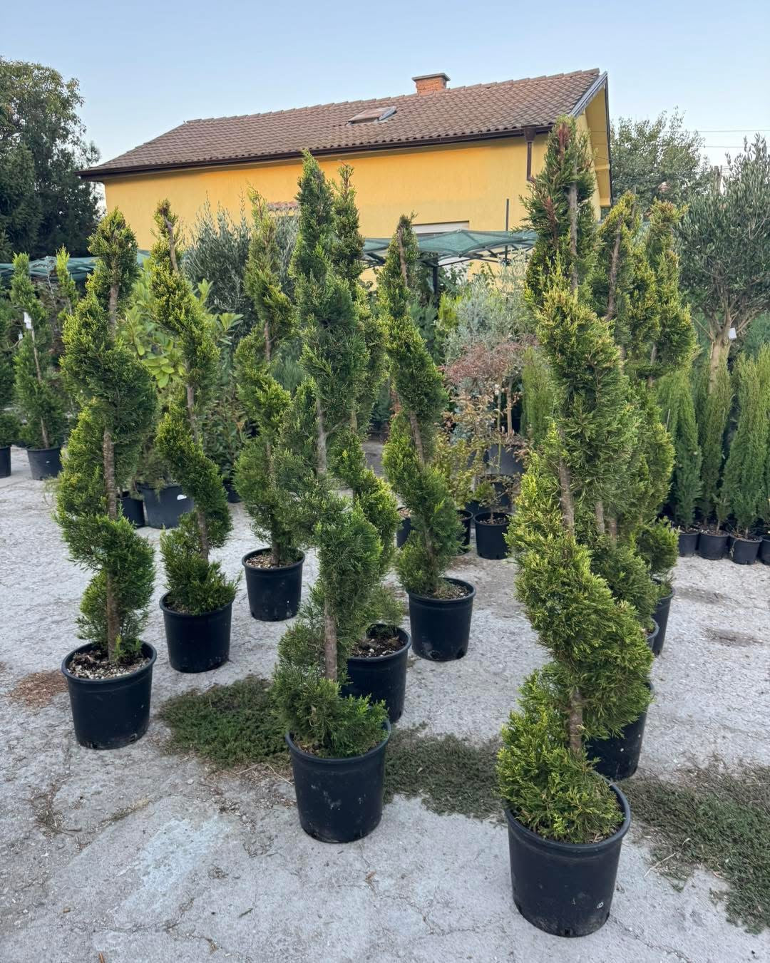 🌿✨ Лимонов кипарис Gold Crest – Спирала ✨🌿