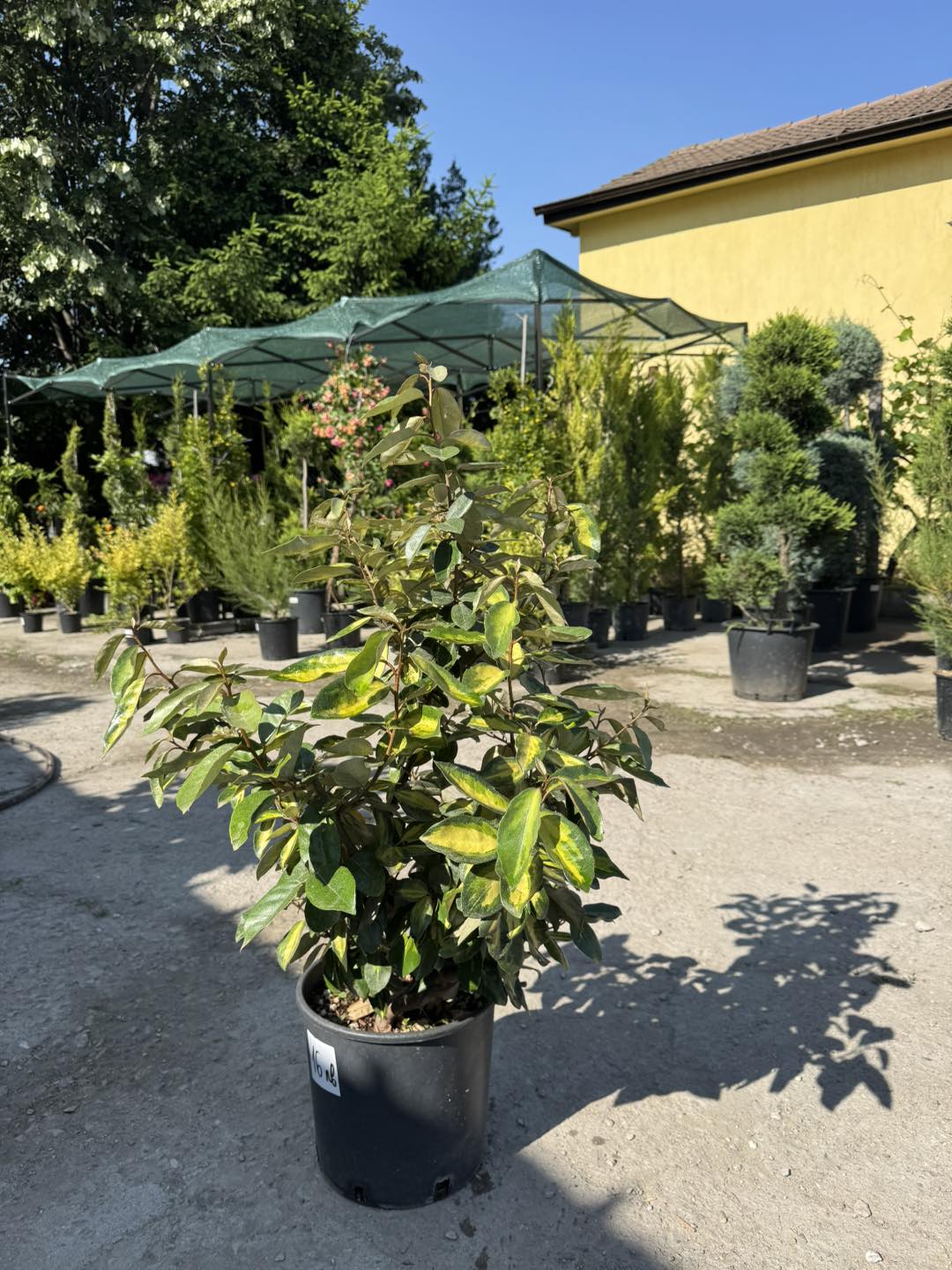Elaeagnus pungens ‘Maculata’ – декоративен студоустойчив храст