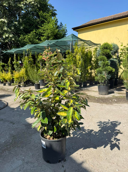 Elaeagnus pungens ‘Maculata’ – декоративен студоустойчив храст