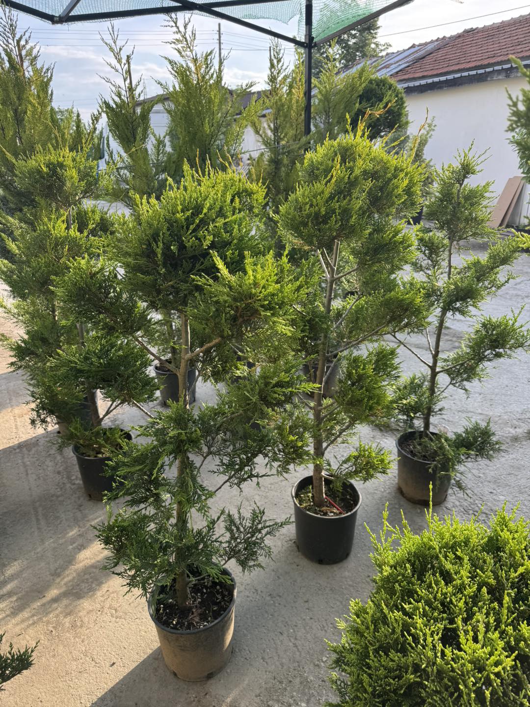 Пон Пон 🌲 Оформен кипарис Pon Pon – декоративен акцент за всяка градина!