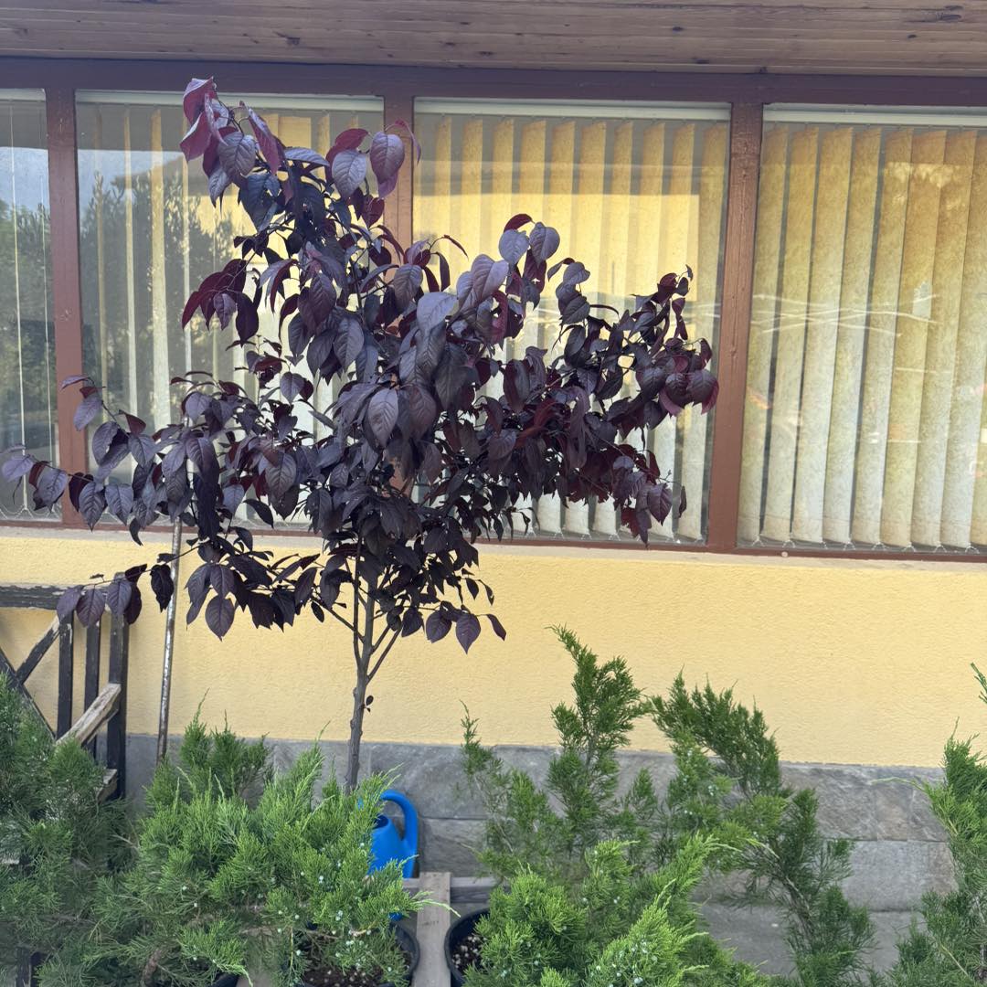 PRUNUS – ДЕКОРАТИВНО ДЪРВО