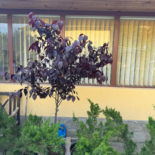 PRUNUS – ДЕКОРАТИВНО ДЪРВО