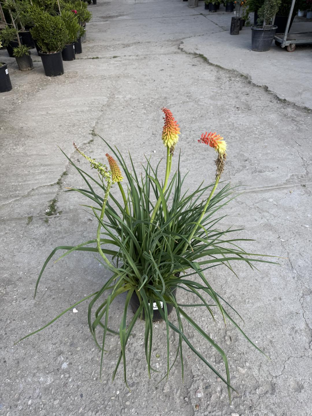 Книфофия / Kniphofia – Тритома, “Факелно цвете”