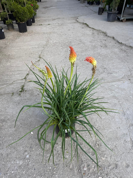 Книфофия / Kniphofia – Тритома, “Факелно цвете”
