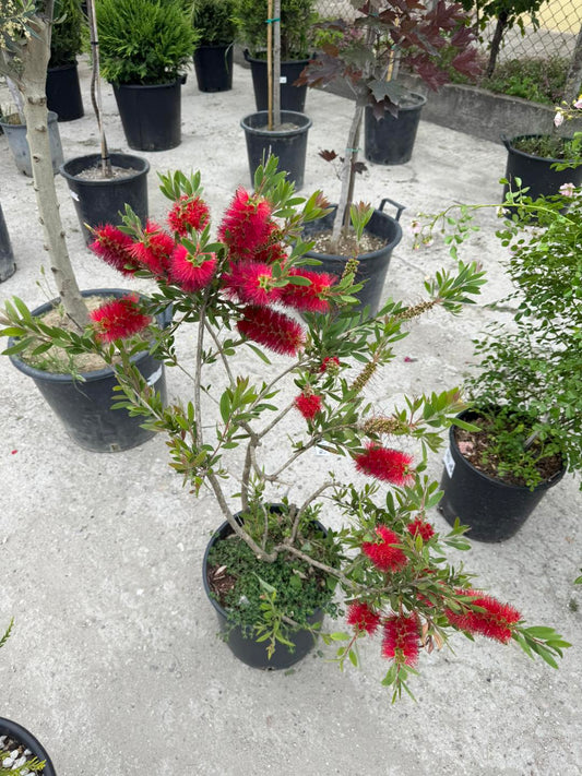 Калистемон (Callistemon citrinus) – Четка за бутилки