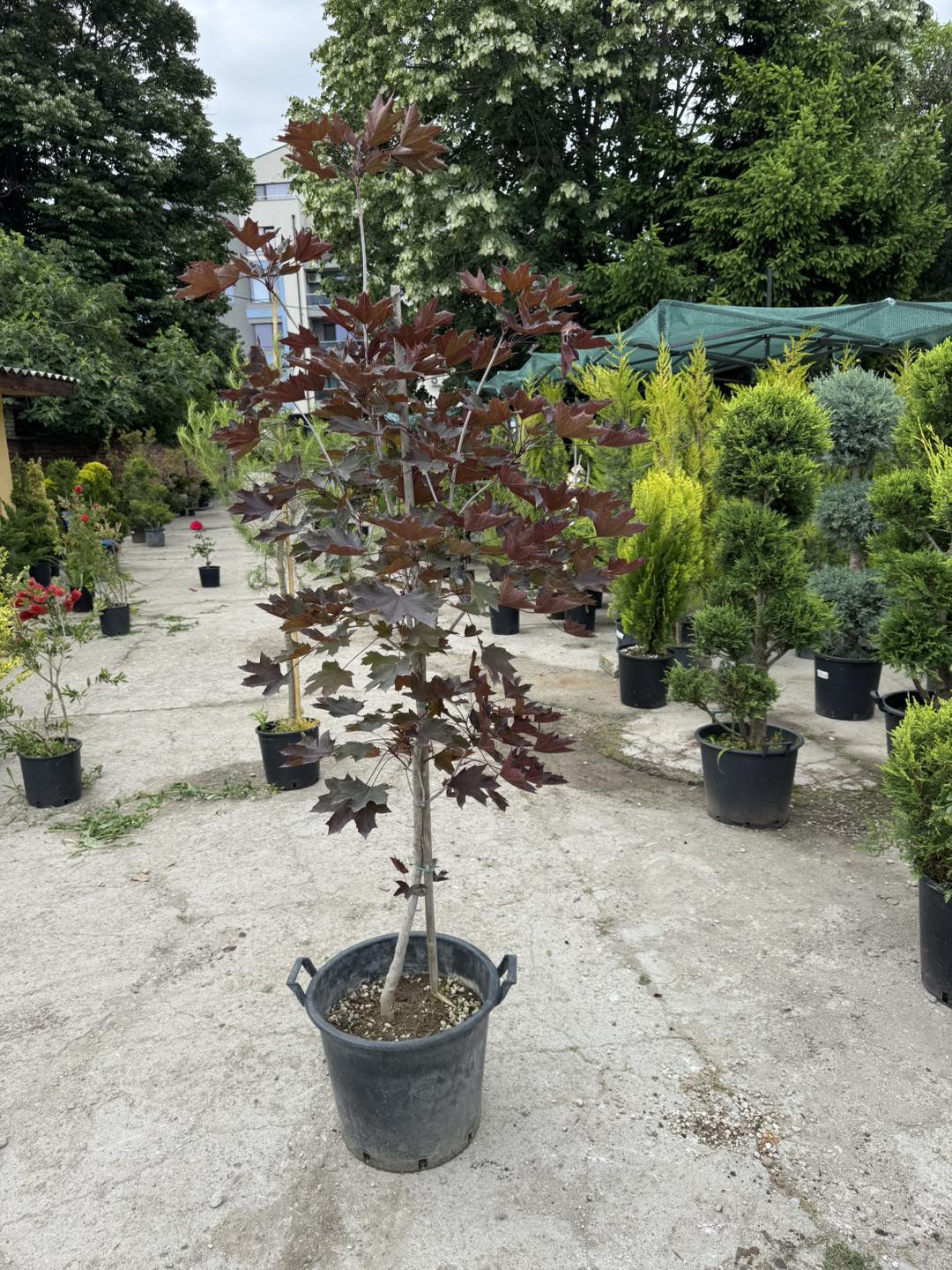 Acer platanoides “Royal Red” – Червенолистен Шестил