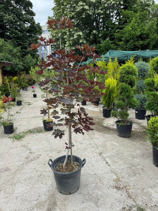 Acer platanoides “Royal Red” – Червенолистен Шестил