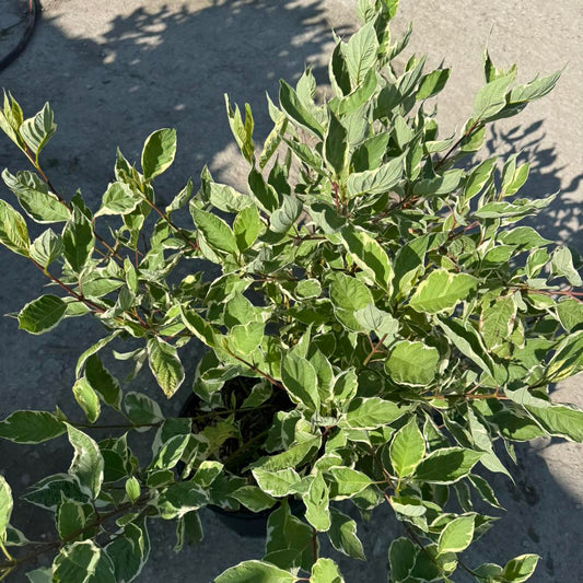 Cornus alba ‘Elegantissima’ – Пъстролистна дървесна дренка