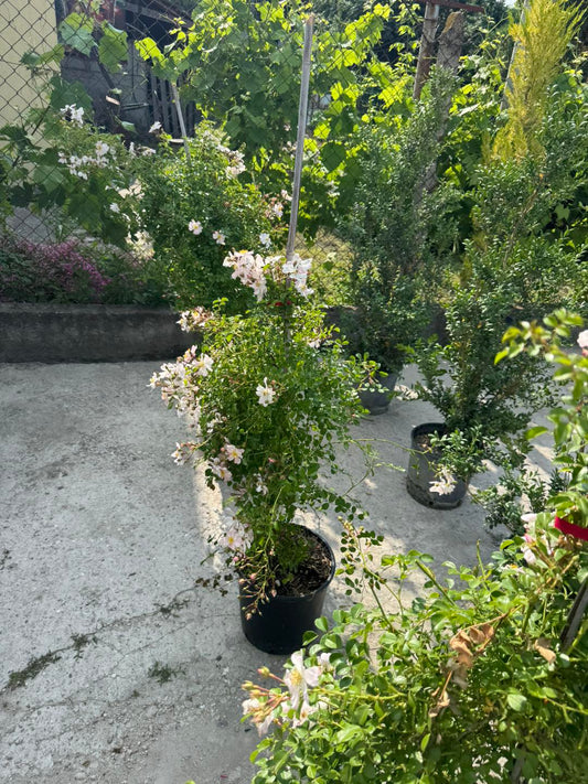 Grouse – Ground Cover Rose
