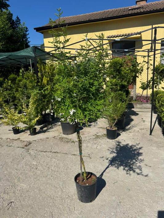 Jasminum polyanthum – ароматен жасмин