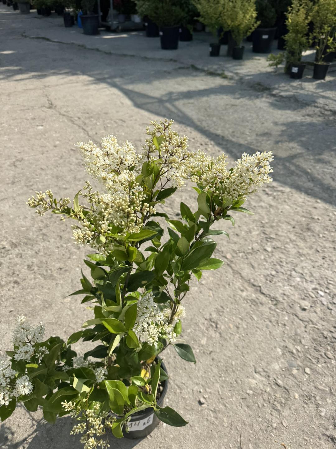 Лигуструм (Ligustrum Ovalifolium)