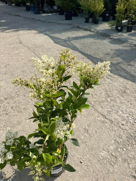 Лигуструм (Ligustrum Ovalifolium)