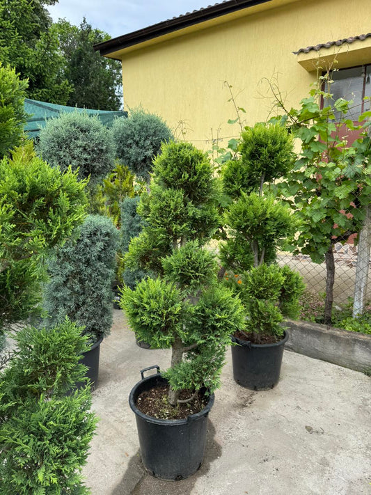 Пон Пон 🌲 Оформен кипарис Pon Pon – декоративен акцент за всяка градина!