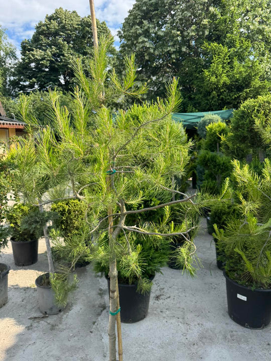 Алепски бор (Pinus halepensis)