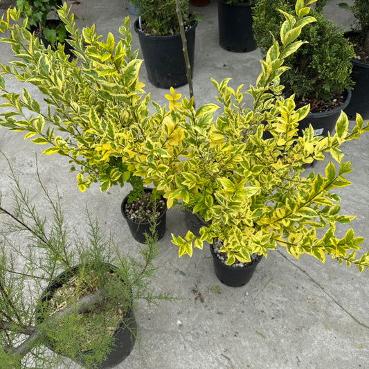 Ligustrum ovalifolium “Aureum” – Жълто-зелен Лигуструм