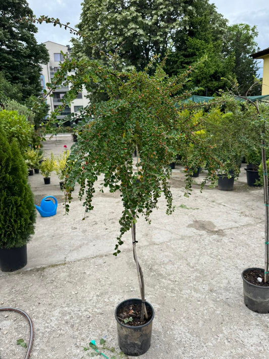 Котонеастър Хоризонталис (Cotoneaster Horizontalis) – Оформено като дърво!