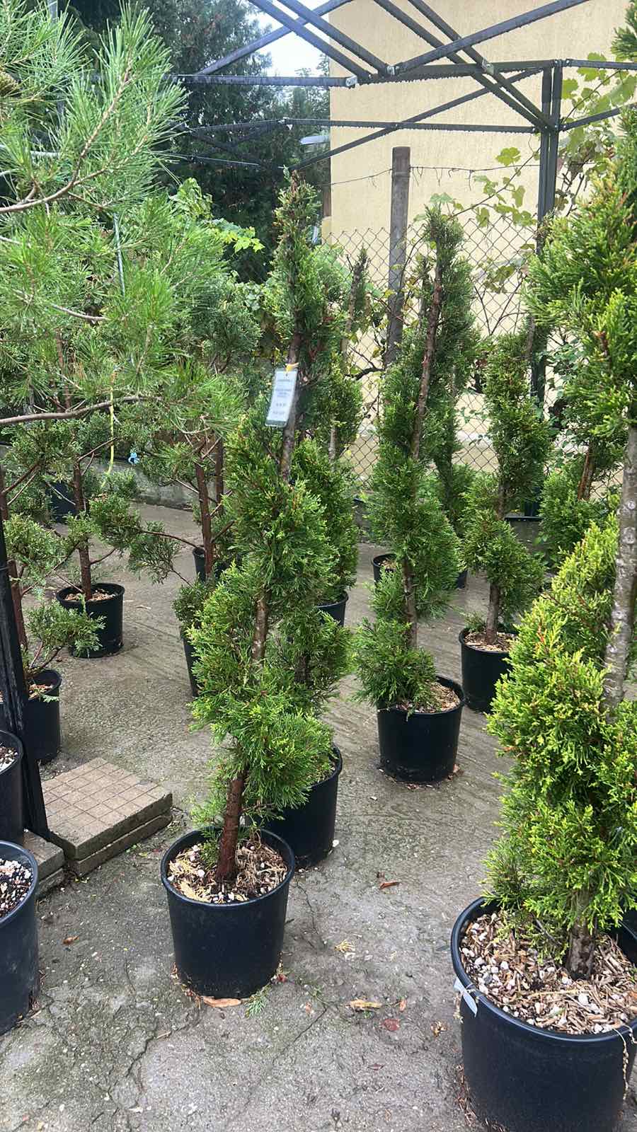 🌿✨ Лимонов кипарис Gold Crest – Спирала ✨🌿